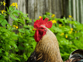 rooster, rooster on a green natural background, golden rooster on the grass.