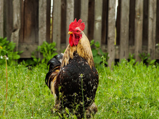 rooster, rooster on a green natural background, golden rooster on the grass.
