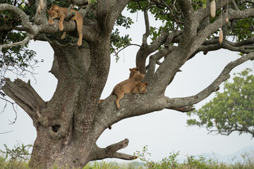 Fototapeta na wymiar Lazy tree climbing lions rest in the branches - Serengeti National Park Tanzania