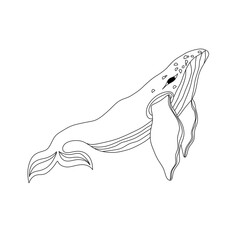 Illustration of a whale on a transparent background, graphics, hand drawn whales	