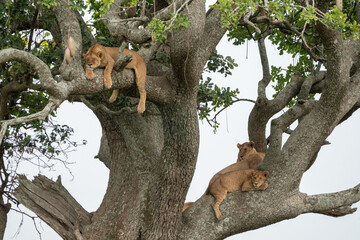 Lazy tree climbing lions rest in the branches - Serengeti National Park Tanzania © MelissaMN