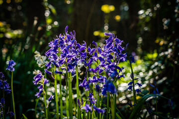 Obraz premium Spring at Penrrhos nature park, Isle of Anglesey North Wales