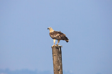 White bellied sea eagle perched on a wood log