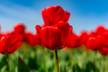 Tulips of Amsterdam