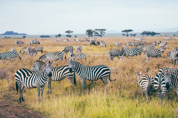 Fototapeta na wymiar Serengeti National Park - Large herd of Zebras