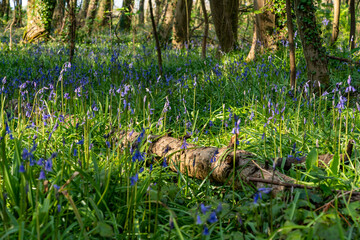 Spring at Penrrhos nature park, Isle of Anglesey North Wales