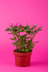 Indoor rose bush in a pot on a pink background