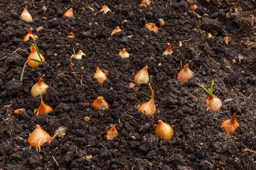 Obraz premium Sprouted onions in the garden. Planting onions in the garden. Gardening