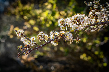 Spring at Penrrhos nature park, Isle of Anglesey North Wales