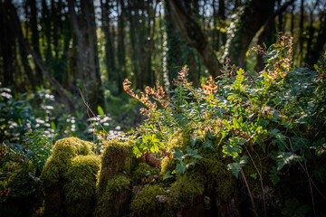Spring at Penrrhos nature park, Isle of Anglesey North Wales