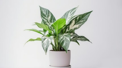 Aglaonema plant planted in a pot, isolated on white, Generative AI