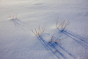 Twigs and Snow