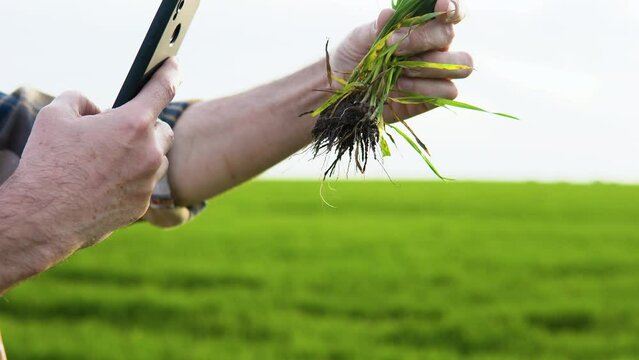 Senior agronomist makes photo of a crop plant at wheat field, close up