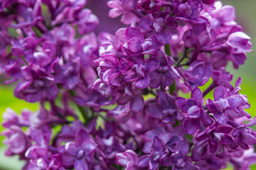 Blooming lilac flowers. Macro photo.