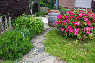 Rustic garden -  blooming pink rhododendron flowers