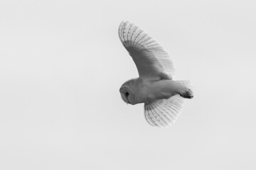 Barn Owl in B&W
