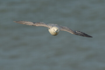 Fulmar in Flight