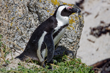 Obraz premium African Penguins in Boulder Beach, South Africa