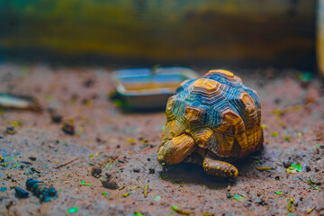 ヘサキリクガメのイメージ