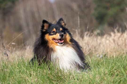 Portrait of a Sheltie dog resting in grass on a cloudy day