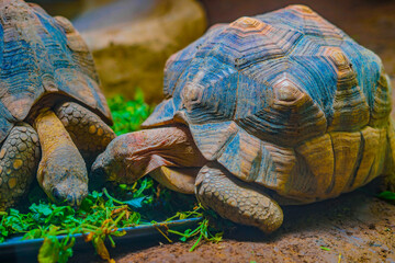 ヘサキリクガメのイメージ