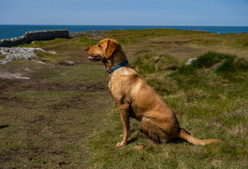 walking the coastal path from Rhoscolyn to Trearddur Bay, anglesey