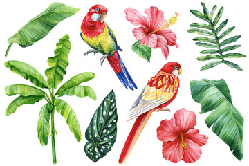 Tropical birds set watercolor illustration, rosella parrots, red flower, palm isolated white background. Summer clipart