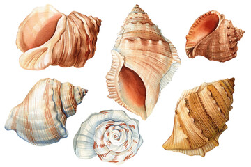 Watercolor vintage seashells isolated white background. Hand drawn illustration. Collection shells. Sea shell clipart