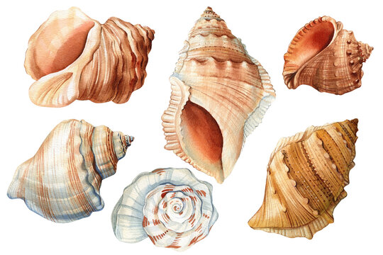 Watercolor vintage seashells isolated white background. Hand drawn illustration. Collection shells. Sea shell clipart
