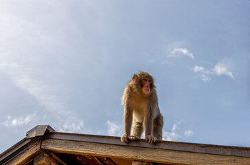 Japanese Macaque at Arashiyama Monkey Park Iwatayama in Kyoto, Japan
