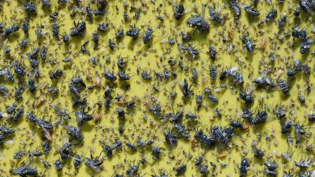 many flys stuck on a sheet of sticky yellow fly card. yellow fly paper full of dead flies. house flys stuck on a yellow fly trap in the garden. pest control fly trap hanging on a fruit tree.