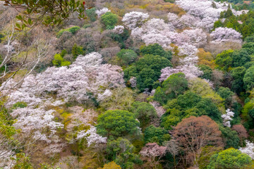 Beautiful Kameyama Park near Katsura River in Arashiyama, Kyoto, Japan