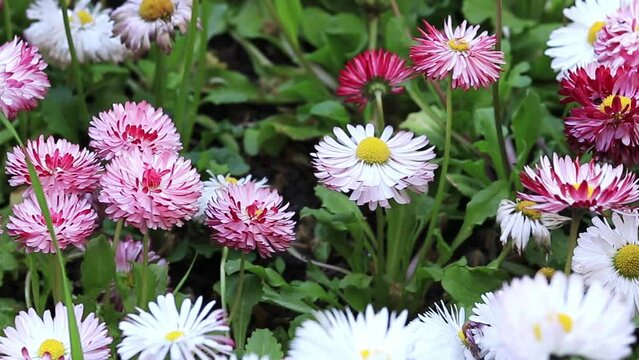 Beautiful white and pink flowers, ground level. Spring flowers close up. Natural background
