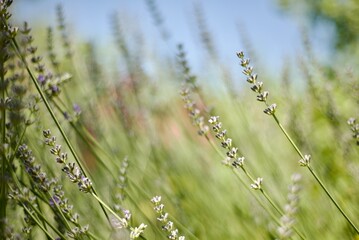 Grass field and sky. Meadow flowers. Lavender. Earth. Natural defocused backgrounds.