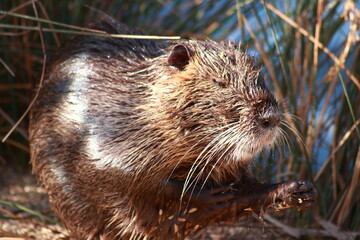 Nutria