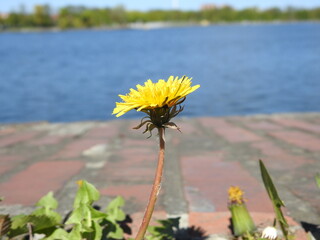 isolated dandelion in front of the lake