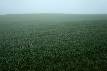 Green agricultural field in the fog and sky. West Lothian, Scotland.