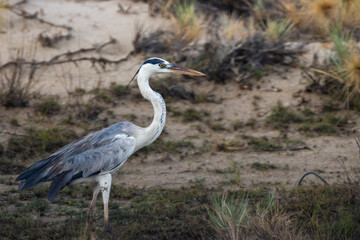 Grey Heron on Beach