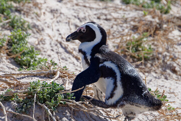 Obraz premium African Penguins in Boulder Beach, South Africa