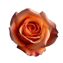a single rose blossom