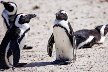 Obraz premium African Penguins in Boulder Beach, South Africa