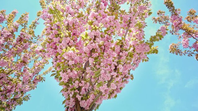A blossoming sakura tree sways in the air against the background of the blue sky. Flowering prunus serrulata Kanzan.