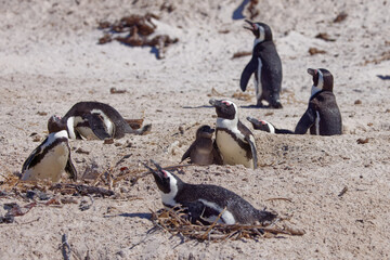 African Penguins in Boulder Beach, South Africa