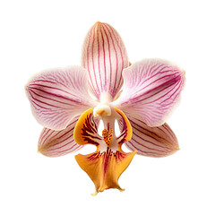 Fototapeta na wymiar an orchid blossom
