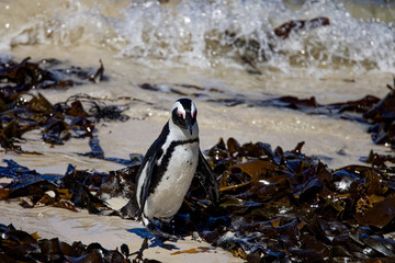 African Penguins in Boulder Beach, South Africa