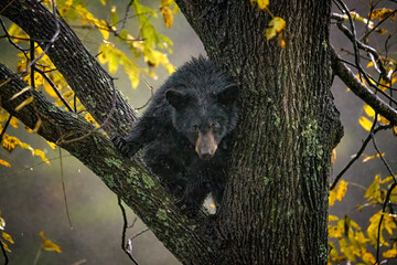 Black Bear Cub in a Tree © Jon