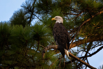 bald eagle on a branch