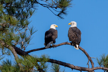 bald eagles on tree