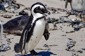 Naklejka premium African Penguins in Boulder Beach, South Africa