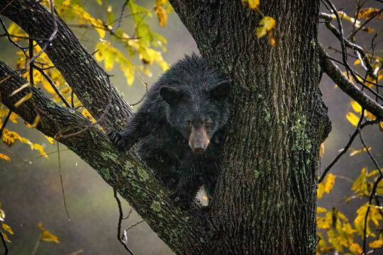 Black Bear Cub in a Tree